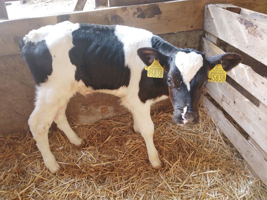 Sprzedam.   byki