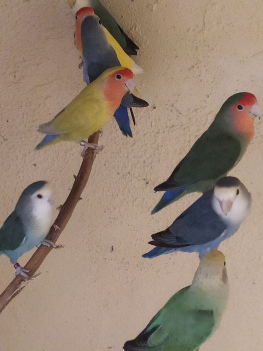 Agapórnis roseicolis