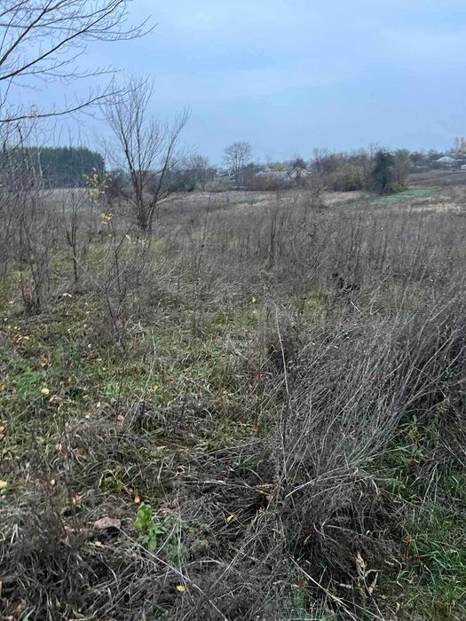 Пропоную до продажу земельну ділянку в с. Мошни