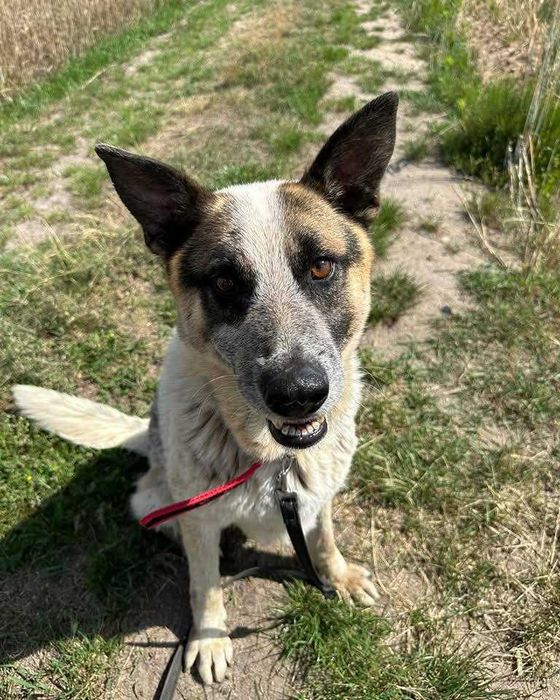 Ok. 3 letni pies Venom, łagodny w stosunku do dorosłych i dzieci