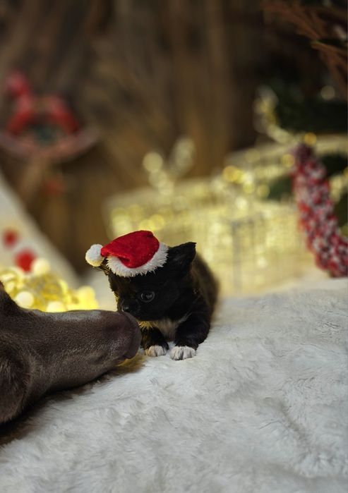 Chihuahua zarezerwowana