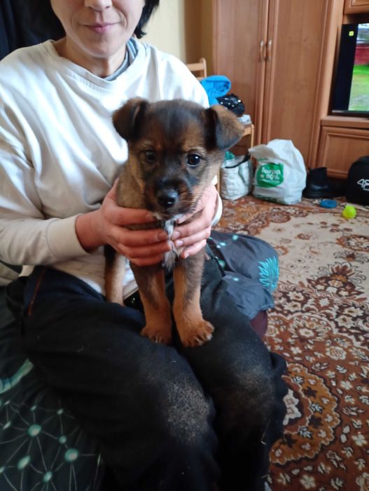 oddam psiaki maja po 2 miesiace