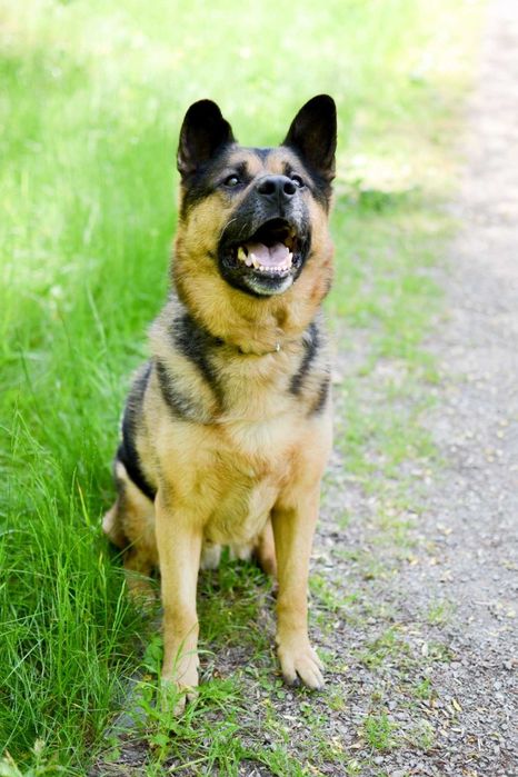 Piękny Azot czeka na dom