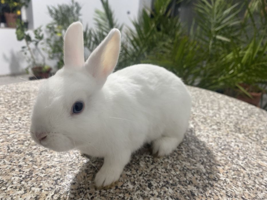 Породисті Білі Кролики Паннон та Міні-кролик з Блакитними Очима