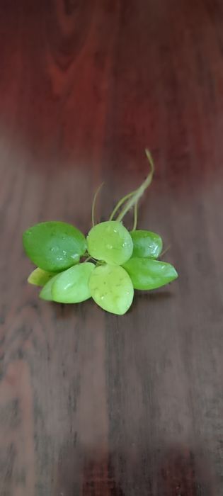 Аквариумные водоросли Лимнобиум