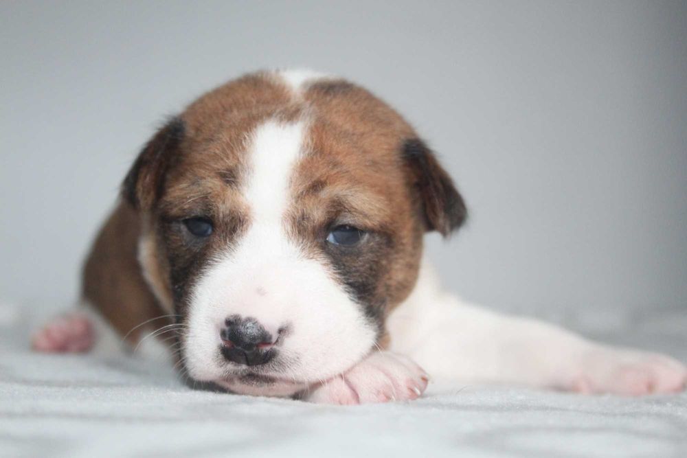 Цуценята басенджі для тебе.