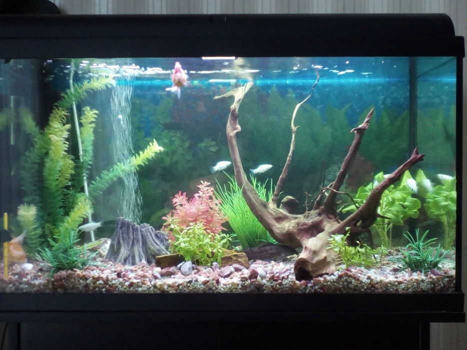 Догляд та чистка акваріумів