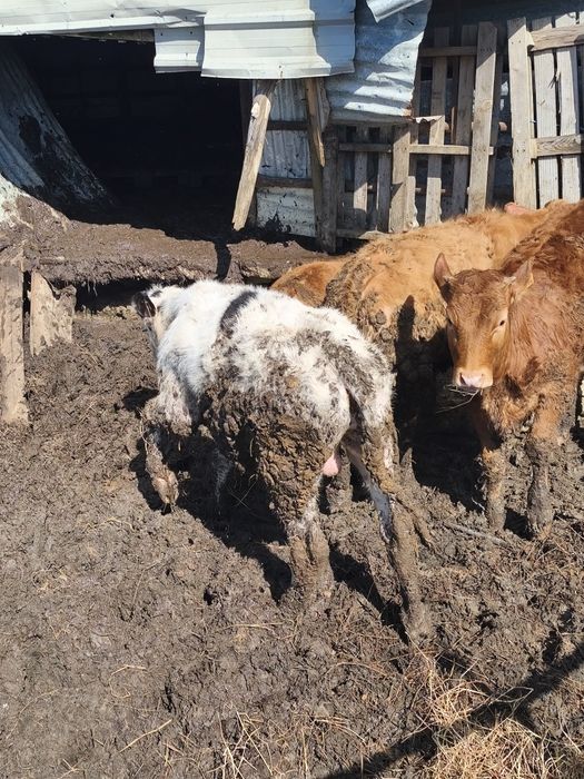 Vendo bezerro frisio