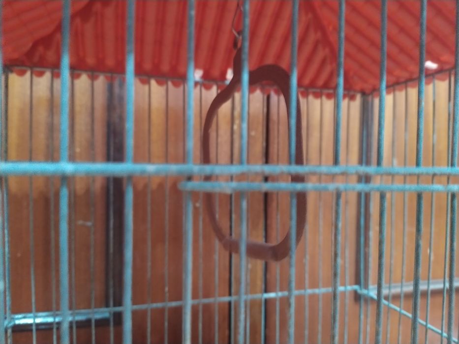 Gaiola para pássaros aves  casa quarto apartamento vivenda gabinete.