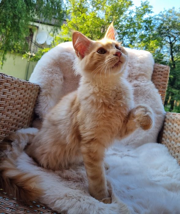 Maine Coon kocurek z rodowodem