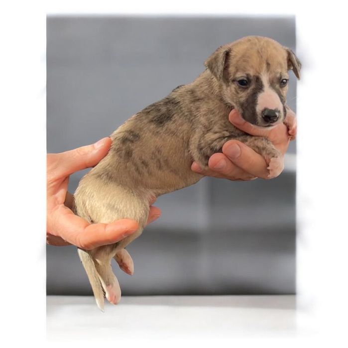 Whippet Chart angielski Revirado FCI