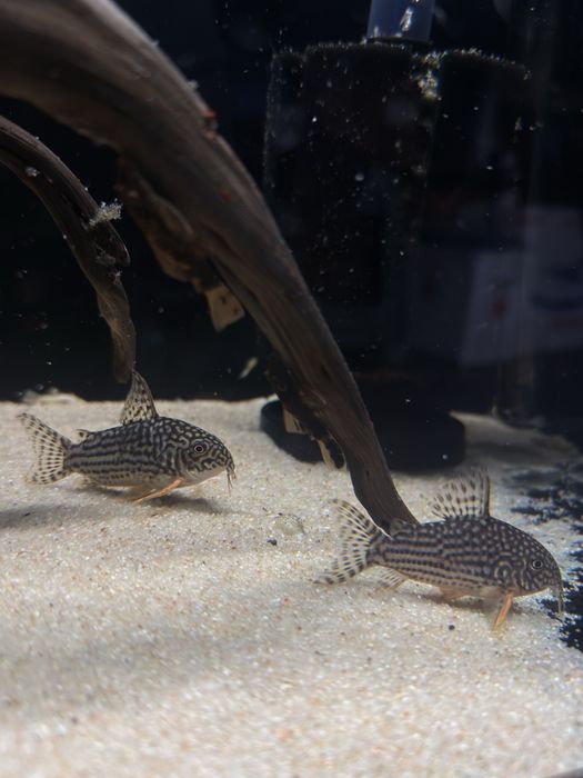 Corydoras Sterbai Juvenis