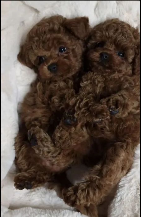 Вас чекають супер хлопці,в неймовірному забарвлені