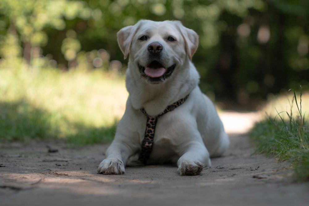 Юпитер-9 85мм f/2