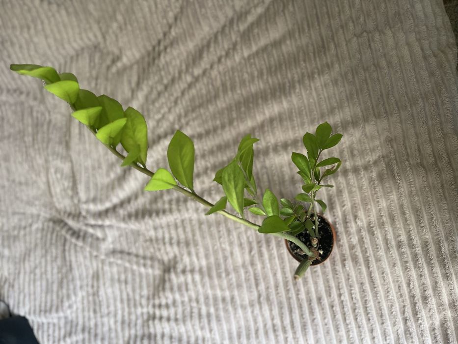 Заміокулькас вічнозелений