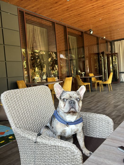 Вʼязка французького бульдога