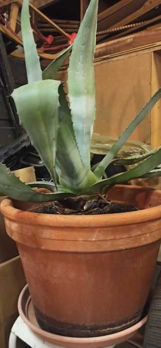 Sprzedam dużą (olbrzym) AGAWĘ agawa