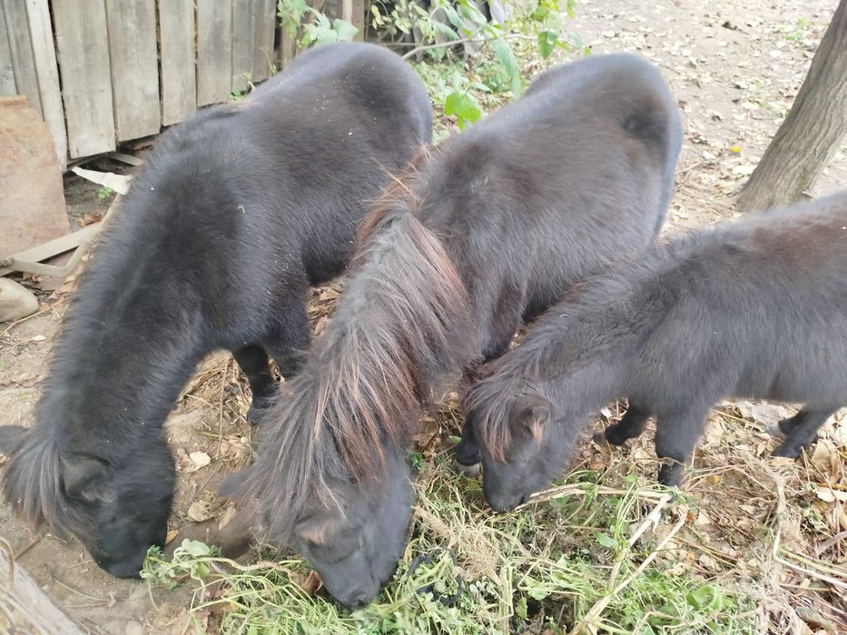 Продам лоша поні