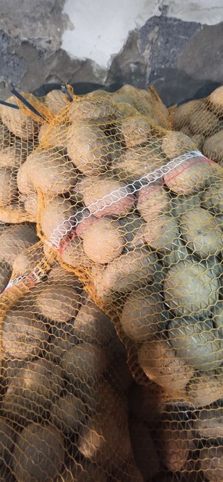 Ziemniaki jadalne soraya vineta queen anne