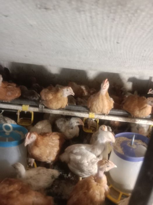 Продам курчат мясояічної породи