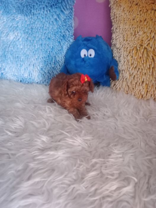 PUDELEK TOY-TECUP Red brown- malutka suczka