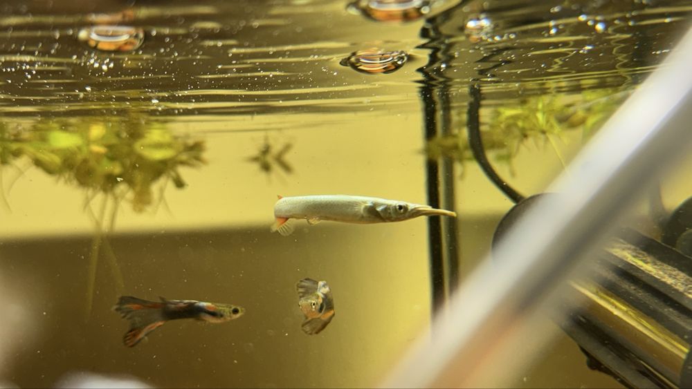 Dermogenys pusilla (peixe agulhinha)