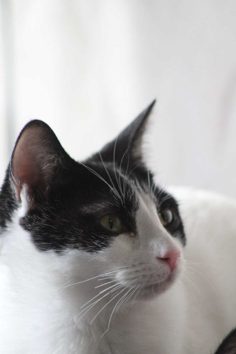 Casta - Gata para adoção