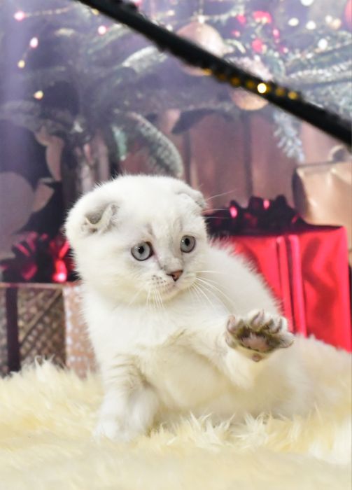 Шотландский мальчик