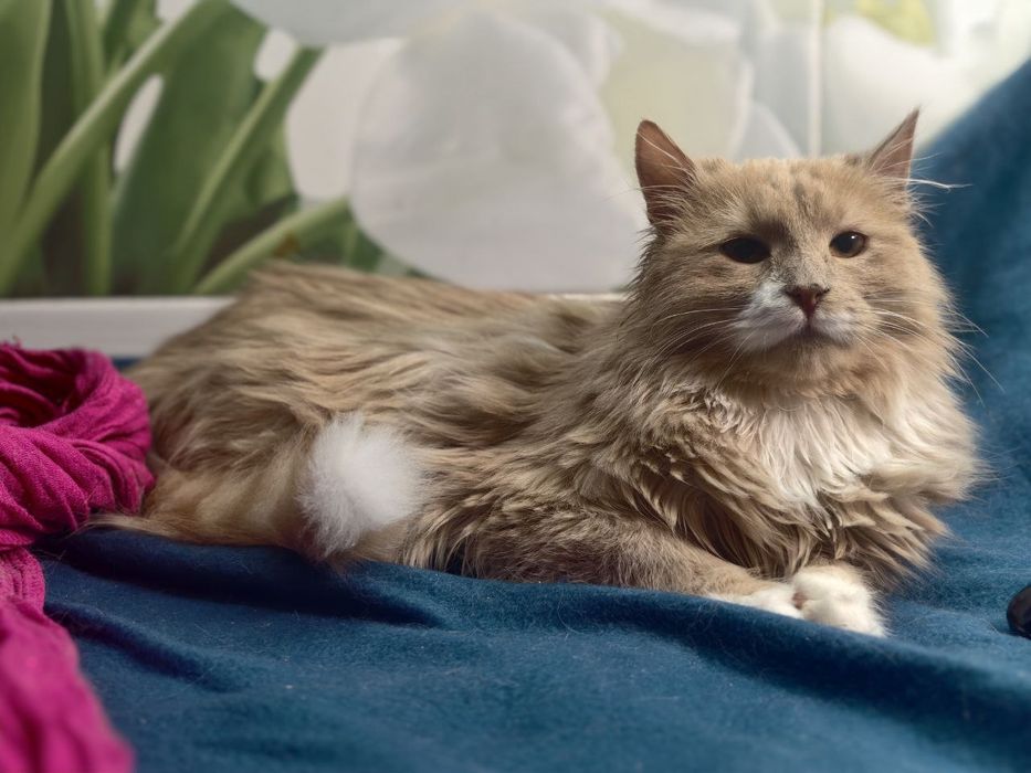 Красень котик в пошуках дому