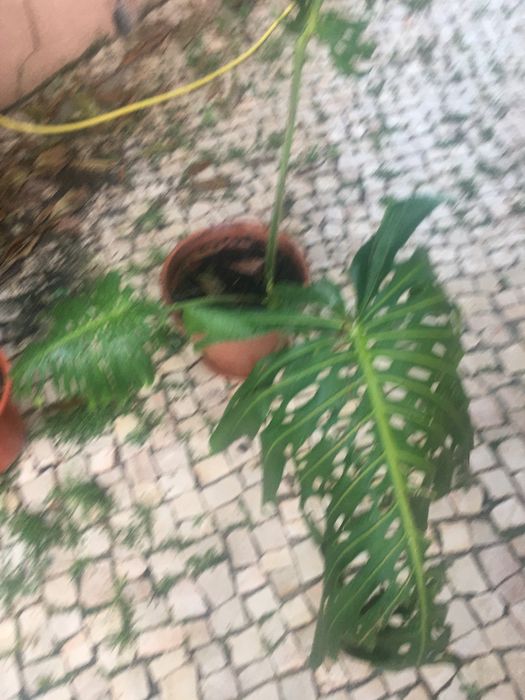 Plantas de jardim diversas
