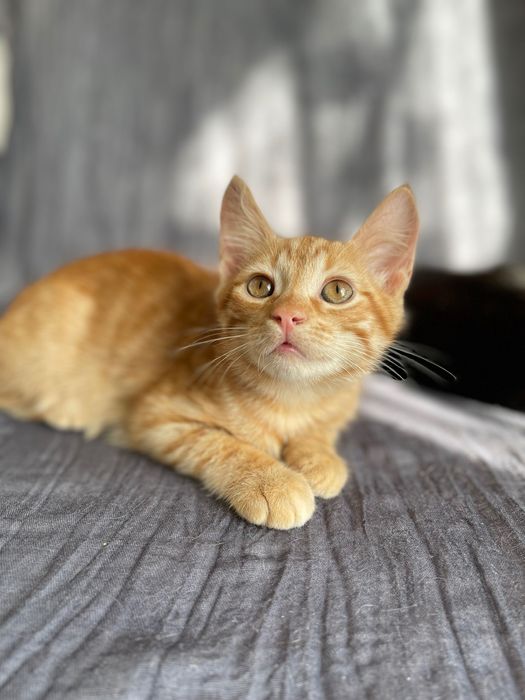 Котята отдам котенок котики