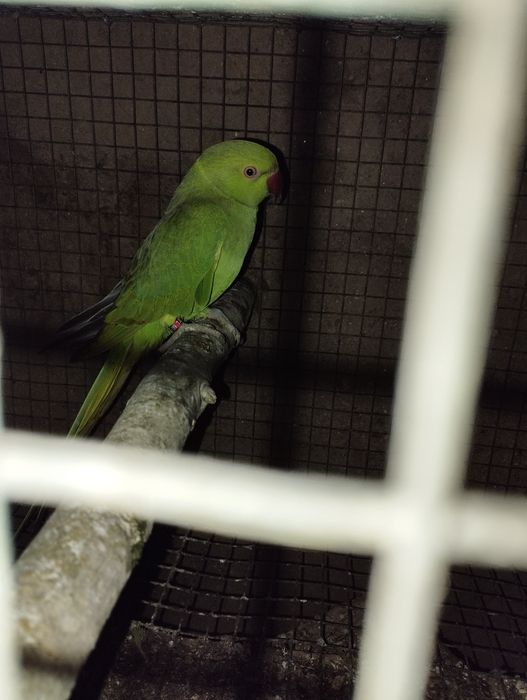 cabeça de ameixa e ring nek