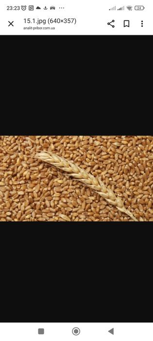 Продам пшеницю !!!