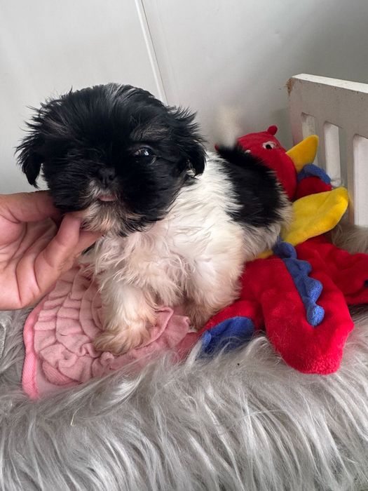 Shih-tzu maravilhosos