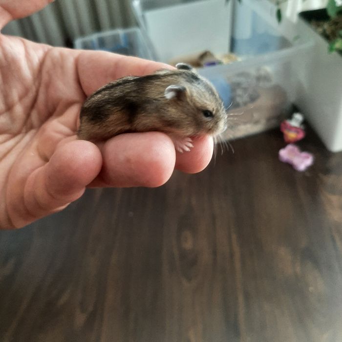 Хом'яки джунгарики!!!