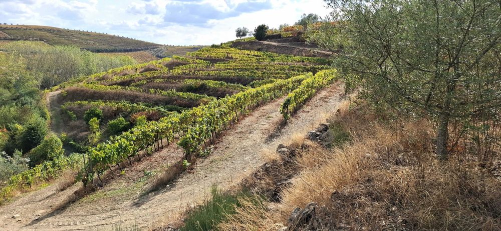 Terreno com vinha - Favaios / Douro