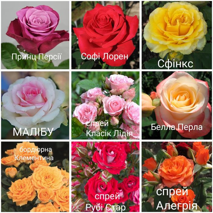 Привиті садженці троянд, саджанці, сажанці, саженцці троянд, роз