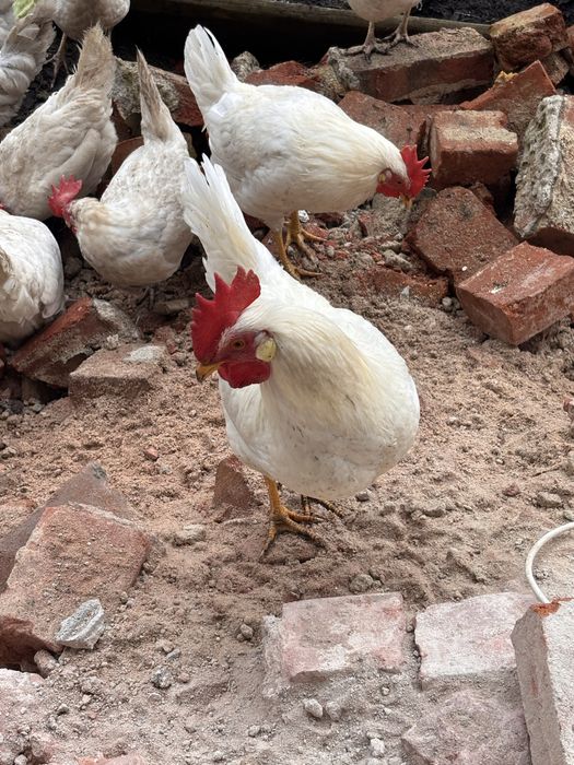 Koguty Leghorn  wlasna hodowla
