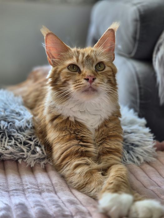 Kotka Maine coon Candy z 2024r. Po sterylizacji