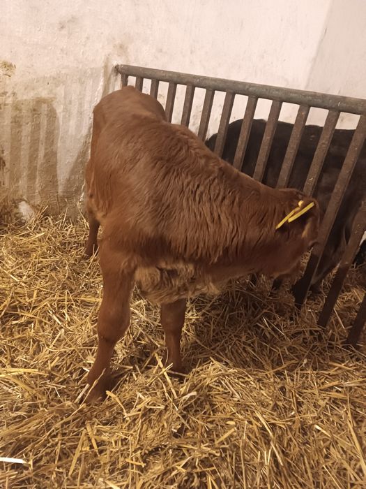 Byczek cielak mięsny