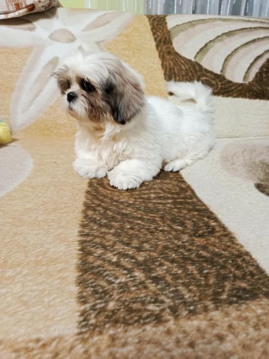 Shih tzu suczka