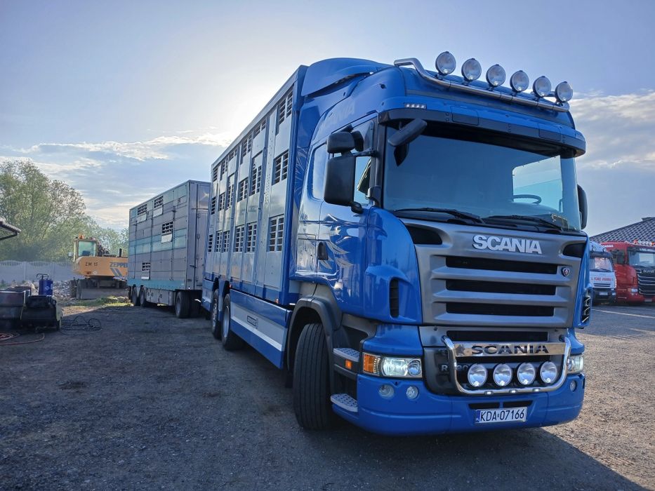 Skup bydła i cieląt SUROWIEC.  Gotówka,  przelew 24 H