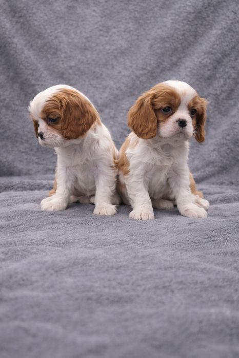 Cavalier King Charles Spaniel