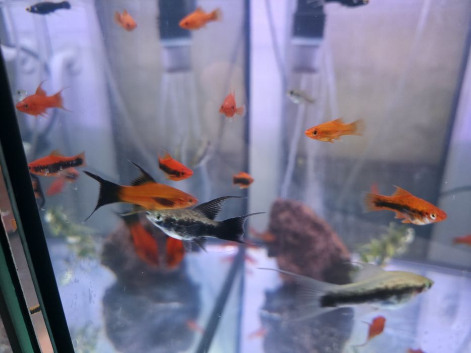 Mieczyki liry długopłetwe