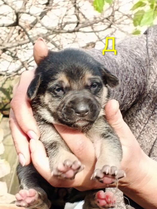 Щенята нiмецької вiвчарки