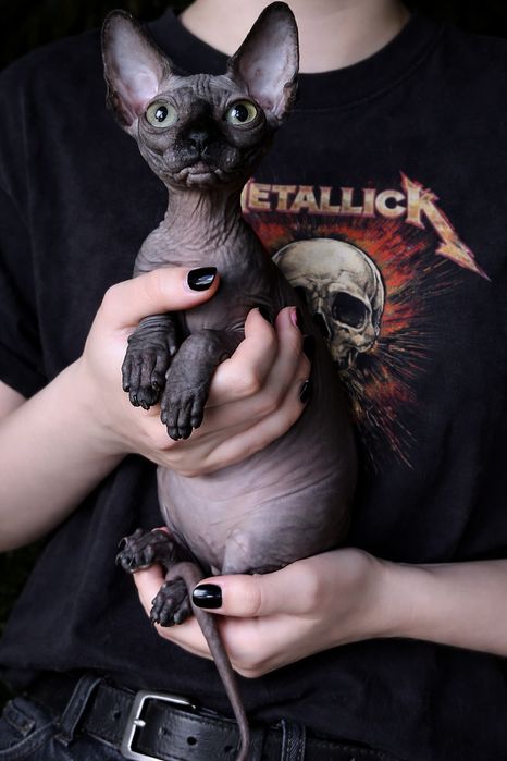 Sfinks kanadyjski kocurek Paulo