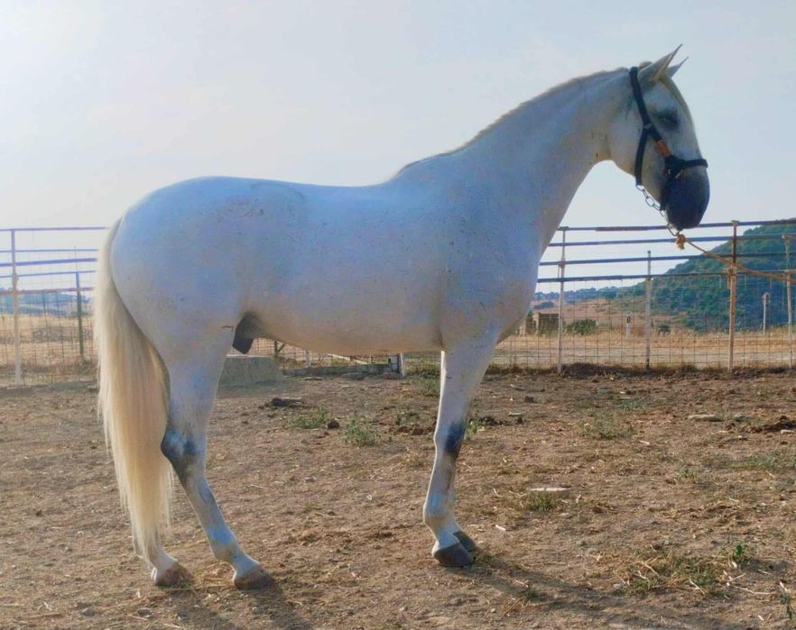 Cavalo capado 12 anos