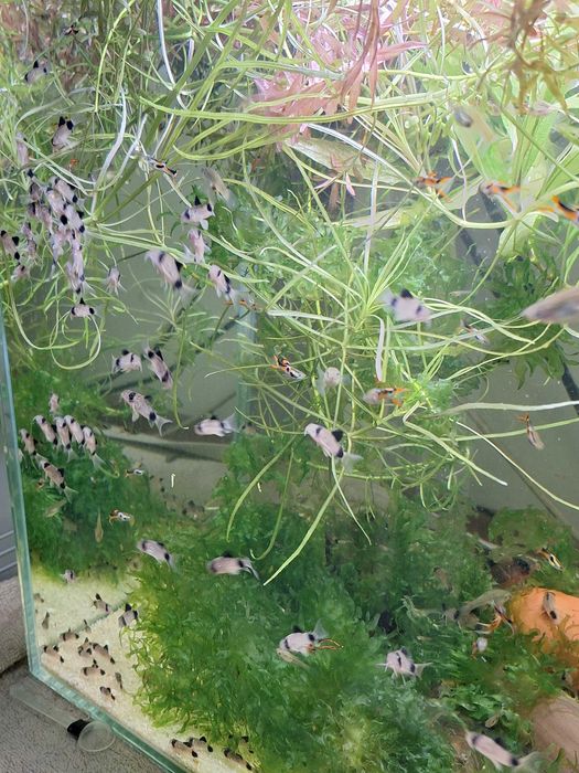 Kiryski Panda młode osobniki