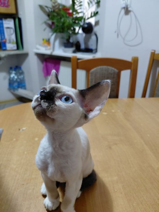 Devon Rex koczenta WGF