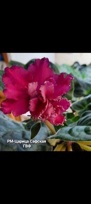 Дітки сортової фіалки ,від 35 грн